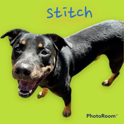 Thumbnail photo of Stitch #2
