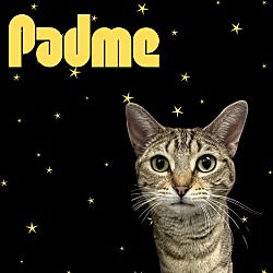 Thumbnail photo of Padme #1