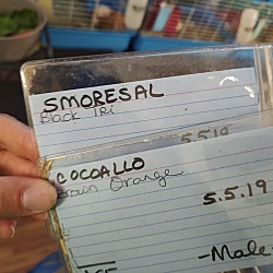 Thumbnail photo of Smoresal #3