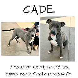 Thumbnail photo of Cade #1