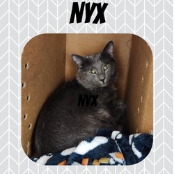 Thumbnail photo of Nyx #3