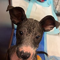 adopt a pet