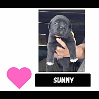 adopt-pet