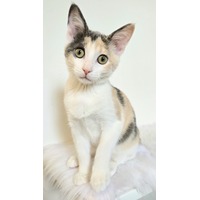 adopt-pet