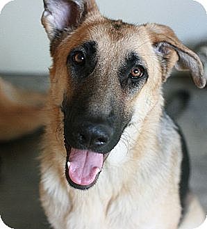 Canoga Park Petsmart Dog Adoption Canoga Park Petsmart Dog Adoption