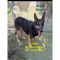 adopt a pet