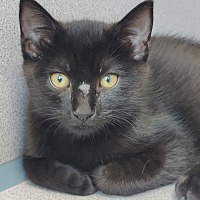 CILANTRO (BONDED WITH TAJIN) - Domestic Shorthair available for adoption