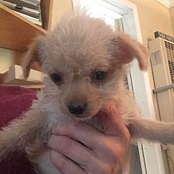 Thumbnail photo of Marigold - Dahlia Pup #4