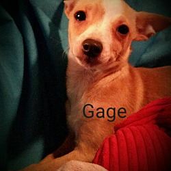 Thumbnail photo of Gage #3