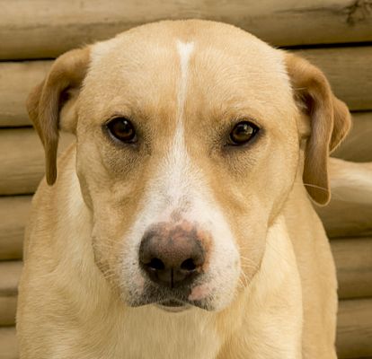 Chicago, IL - Labrador Retriever/Hound (Unknown Type). Meet Tater a Pet ...