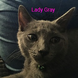 Photo of Lady Gray