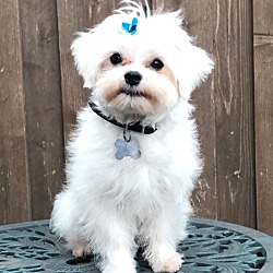 Lincoln, Ne - Maltese. Meet Wrigley A Pet For Adoption - Adoptapet.com