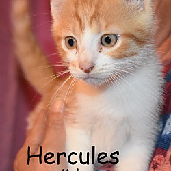 Thumbnail photo of Hercules #1