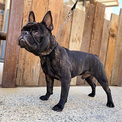 Valencia, CA - French Bulldog. Meet Kamasi a Pet for Adoption ...