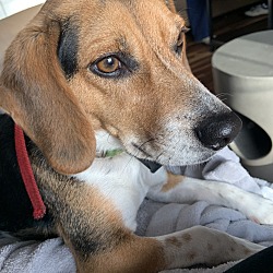 Photo of Gordie (Beagle)