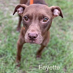 Thumbnail photo of FAYETTE #4