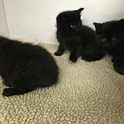Thumbnail photo of W Litter Cylus - Adopted 06.07.16 #3