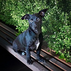 Photo of Zesty Lil Zippo ~ Cheerful Chiweenie