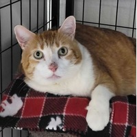 adopt-pet