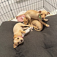 adopt a pet