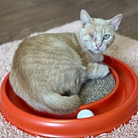 adopt a pet