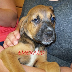 Thumbnail photo of EMERALD #1