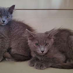 Photo of Oyster & Pearl