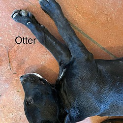 Thumbnail photo of Otter #4