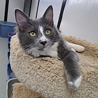 adopt a pet