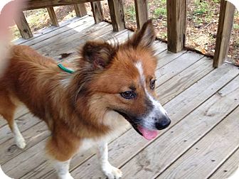 border collie toller mix