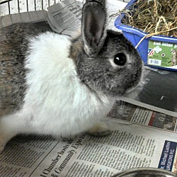Thumbnail photo of Thumper #2