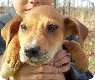 Spring Valley Ny Treeing Walker Hound Meet Duggan A Pet Treeing Walker Hound Meet Duggan