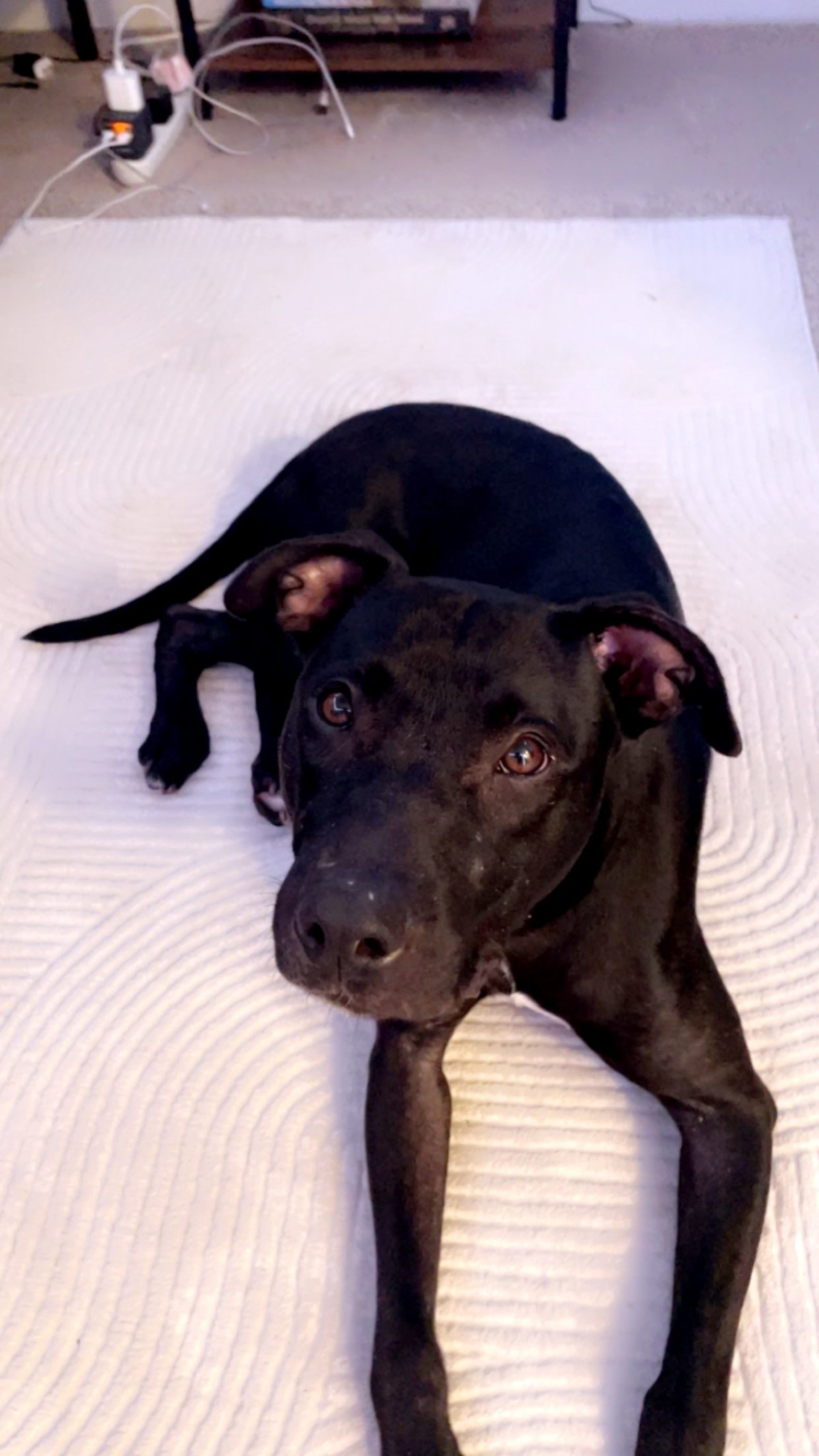 Adopt Rufus a Black Pitsky / Labrador Retriever / Mixed dog in