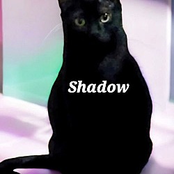 Thumbnail photo of Mama Shadow #1