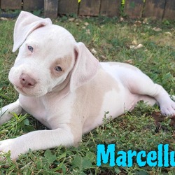 Thumbnail photo of Marcellus #1