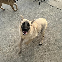 bonded pet photo