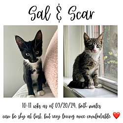 Thumbnail photo of Sal & Scar #1