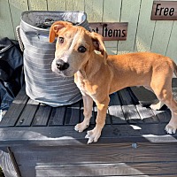 adopt a pet