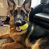 adopt a pet