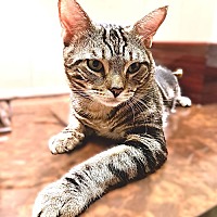 adopt a pet