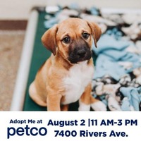 adopt a pet