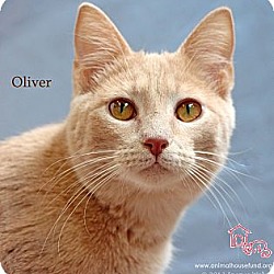 Thumbnail photo of Oliver #1