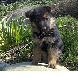 Photo of German Shepherd Dog puppy