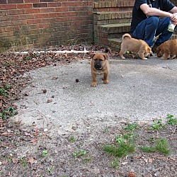 Thumbnail photo of Marco (fostered in SC) #4