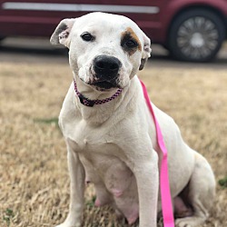 Legacy of Hope Dog Rescue in Broken Arrow, Oklahoma