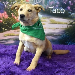 Photo of Taco
