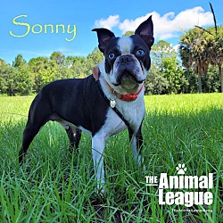 Thumbnail photo of Sonny #2