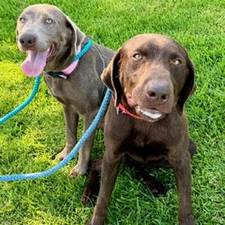 Photo of Honey Bunches of Oats *Bonded with Coco Puff*- Chino Hills Location