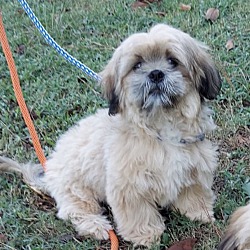 bonded pet photo