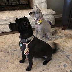 bonded pet photo